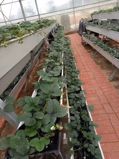 Sistema hidropónico vertical de alta calidad, canalón para invernadero, sistemas de cultivo hidropónico, Nft Gully